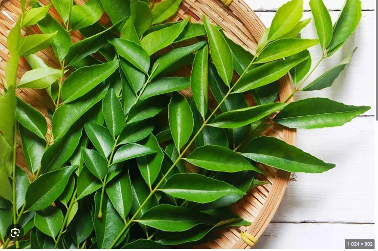 [1718] Fresh Curry Leaves ( India )