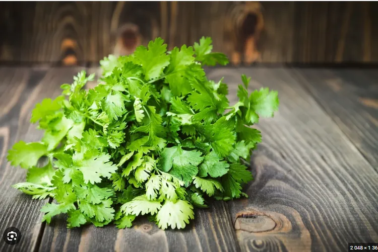 [1716] Fresh Coriander ( Spain ) per bundle