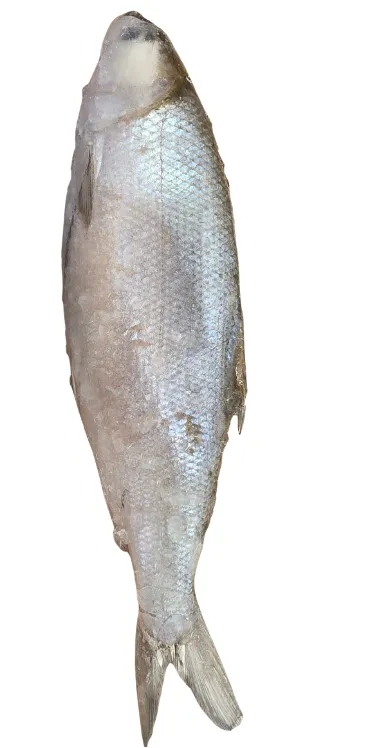 Milkfish 300/500 grs - IWP