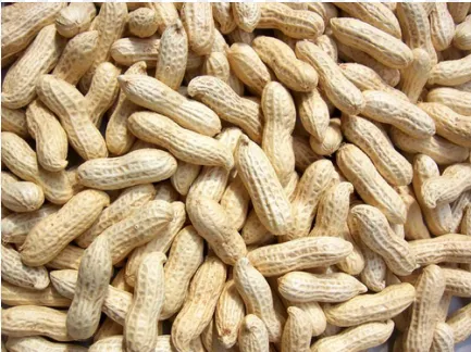 [1733] Fresh Groundnuts