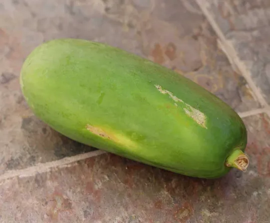 [1732] Fresh Green Papaya (F)