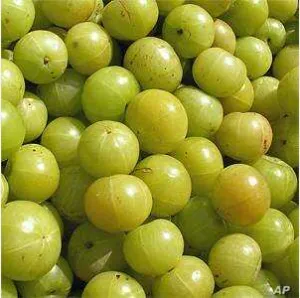 [1703] Fresh Amla (India)