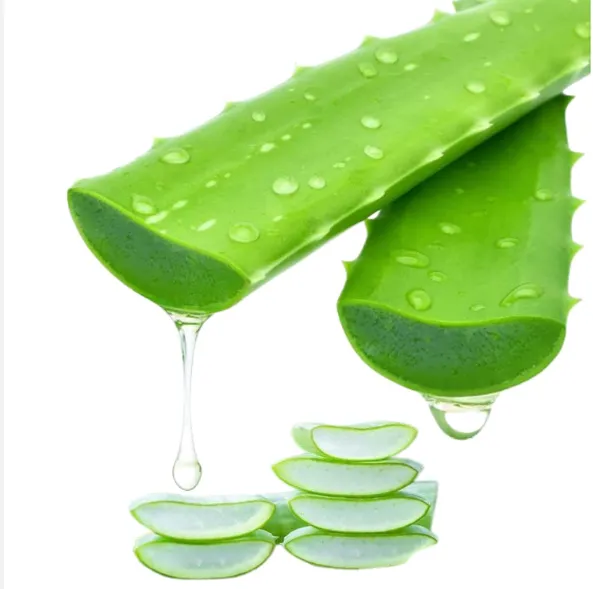 [1700] Fresh Aloe Vera