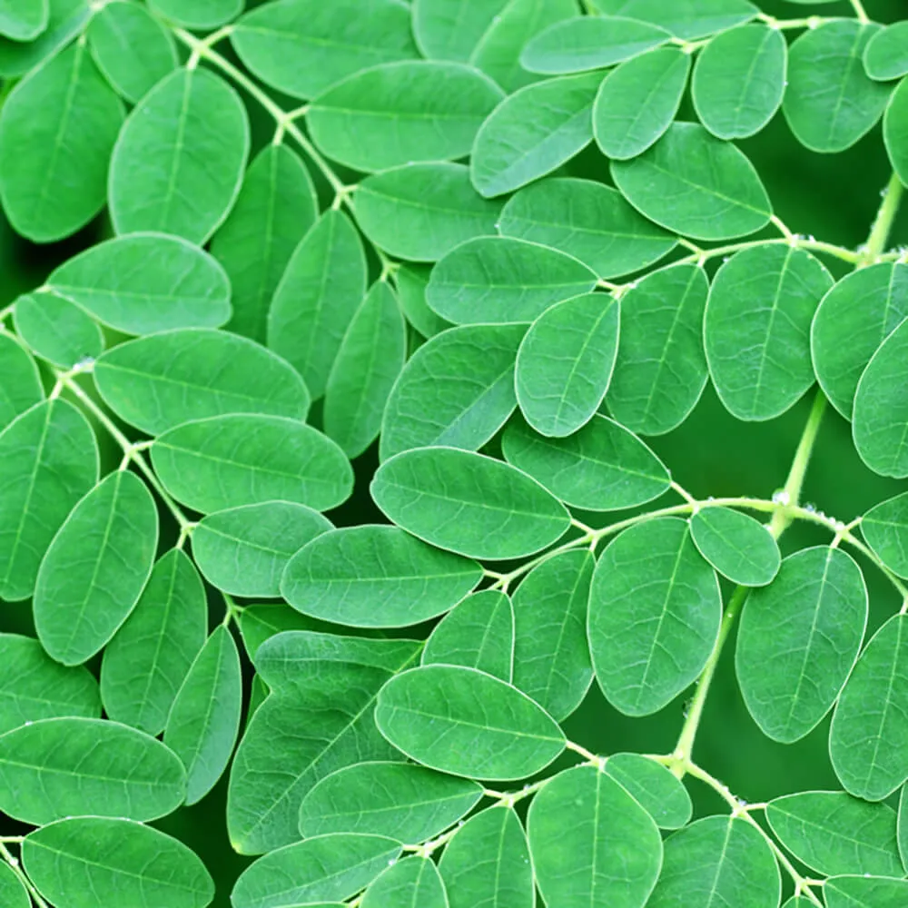 [1722] Fresh Drumstick Leaves