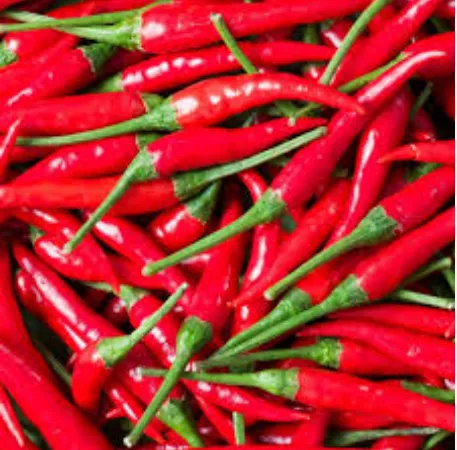[1771] Fresh Red Chillies Kenya