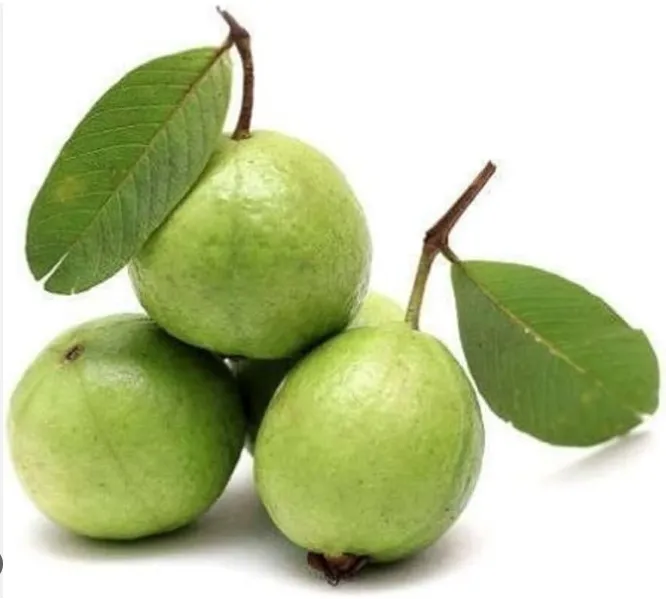 [1734] Fresh Guava Indian