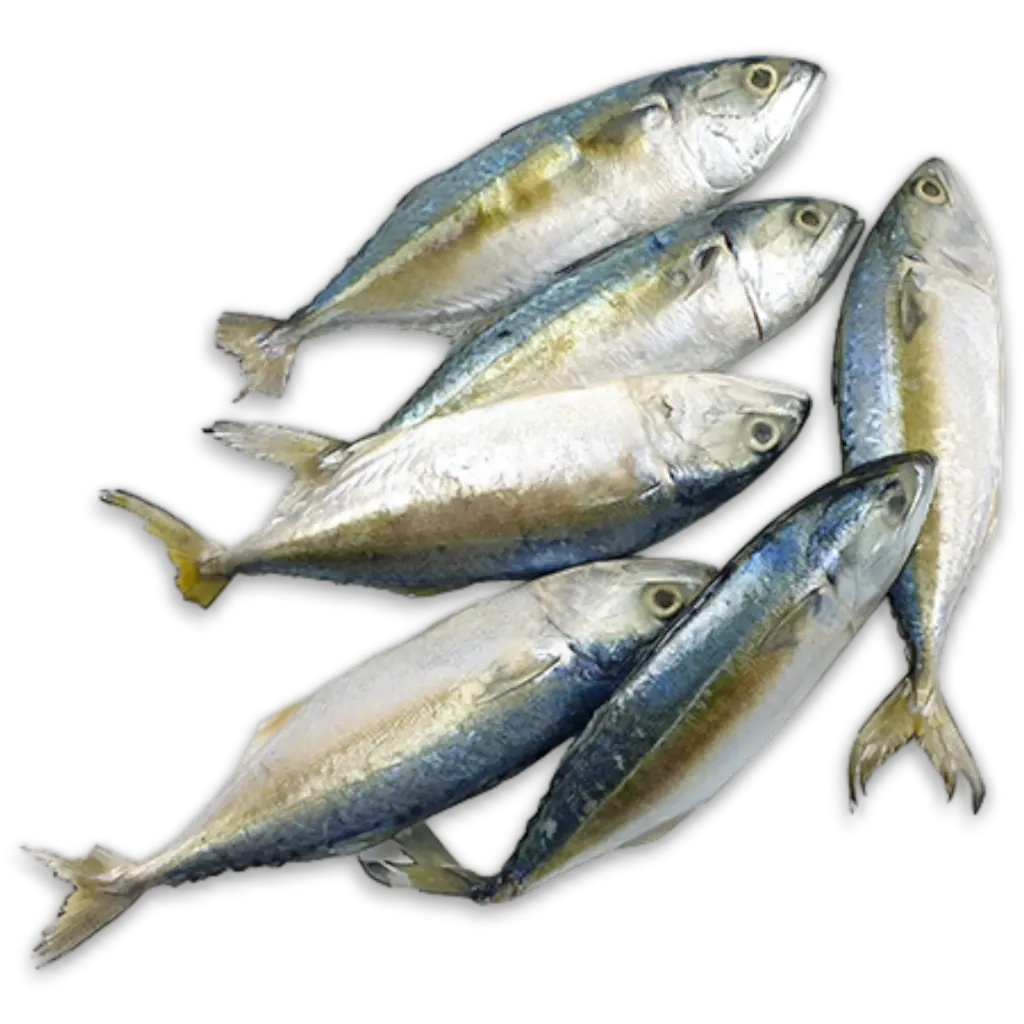 [5511] Jona Indian Mackerel WR 8/10 pc/kg 1Kg-IN