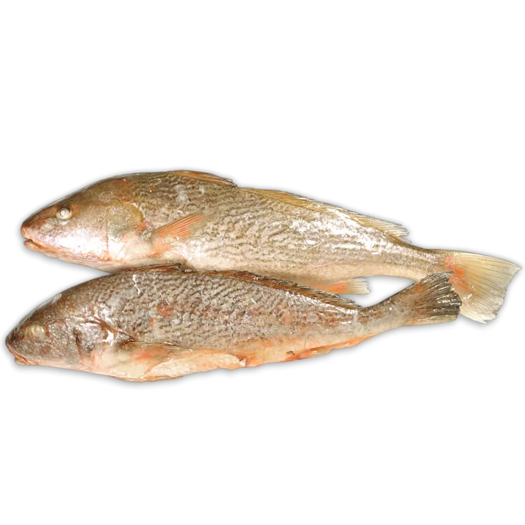 [9062] Yellow Croakers WG 500-1000 gr IQF - SR