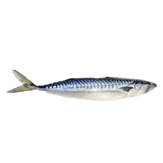 [9968] Perfit Mackerel 400-600g Packed Norway