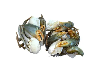 [11174] Perfit Crab, Mud, Cut, Size: M (Madagascar) 1kg